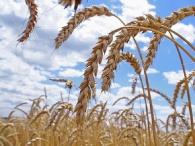 Все районы Могилевской области приступили к уборке зерновых и зернобобовых культур