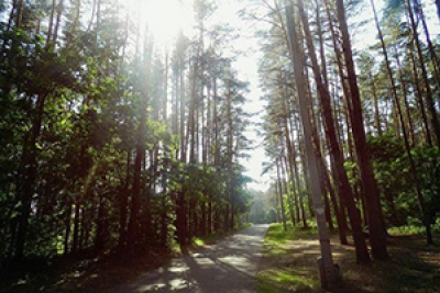 Запрет на посещение лесов снят в Могилевской области