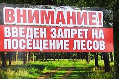 Запрет на посещение лесов введен в 13 районах Могилевской области