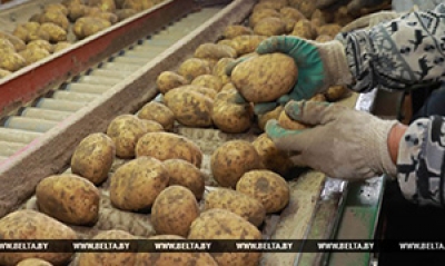 Урожайность картофеля в Могилевской области выше прошлогодней почти в 2 раза