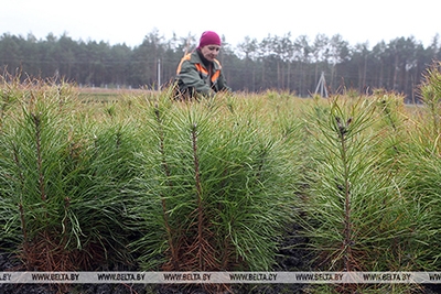 Лесхозы Беларуси предлагается преобразовать в государственные казенные предприятия