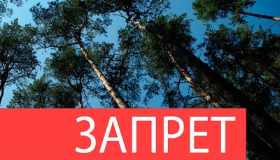 Запрет на посещение лесов на территории Хотимского района