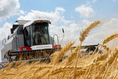 В Беларуси осталось убрать 9% площадей зерновых