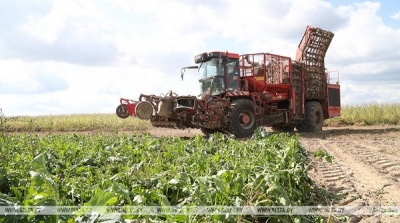 В Беларуси накопано более 347 тыс. т сахарной свеклы