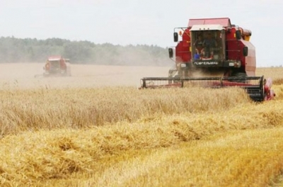 Уборку зерновых в Могилевской области сдерживают дожди и переувлажненная почва