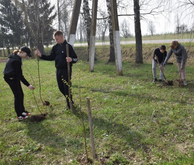 Выпускники Тростинской базовой школы заложили парк в честь 80-летия освобождения Беларуси от немецко-фашистских захватчиков