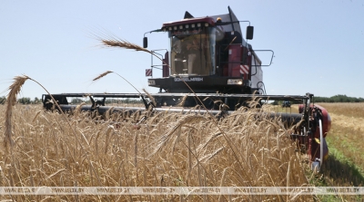 В Беларуси намолотили более 2 млн тонн зерна колосовых культур