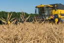 В Беларуси намолотили более 500 тыс.т озимого рапса на зерно