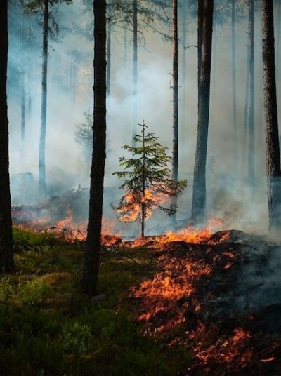 Огонь, который пожирает: Пожары в экосистемах — угроза для природы и людей