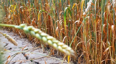 В Могилевской области засуха повредила посевы более чем на 20 тыс. га